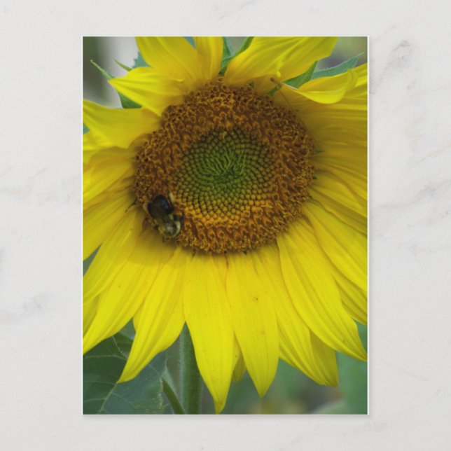 sunflower postcard (Front)