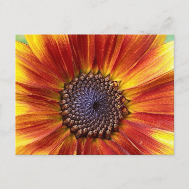 Sunflower Postcard (Front)