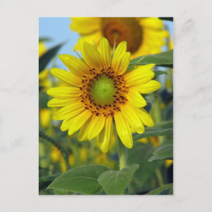 Sunflower Postcard