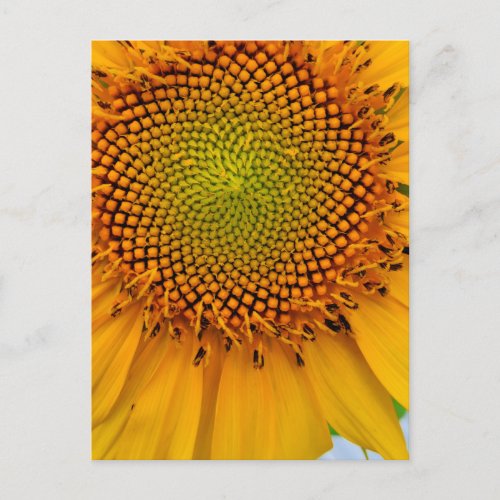 Sunflower Postcard