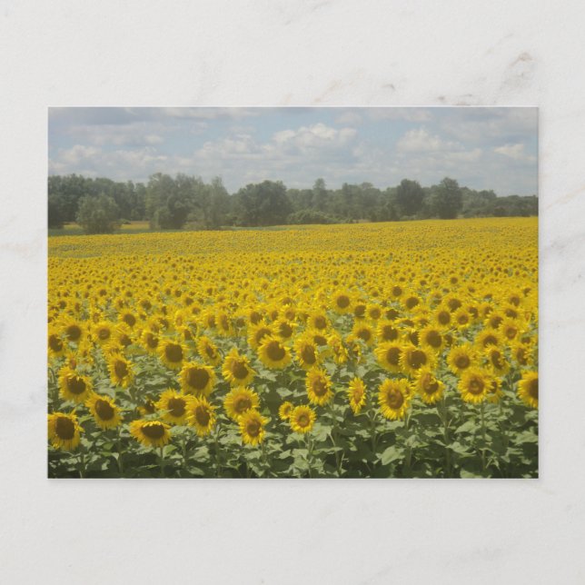 Sunflower Postcard (Front)