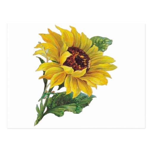 Sunflower Postcard | Zazzle