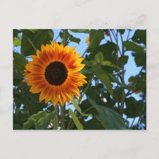 Sunflower Postcard