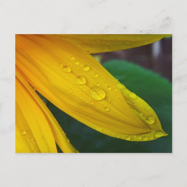 Sunflower Postcard (Front)