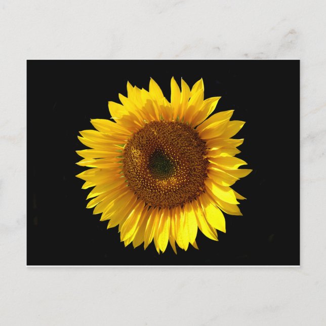 Sunflower Postcard (Front)