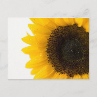 sunflower postcard