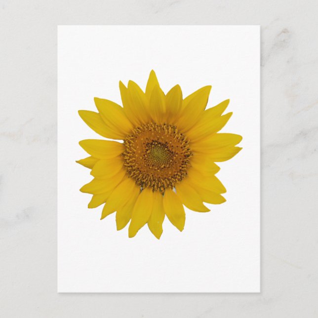 Sunflower Postcard (Front)