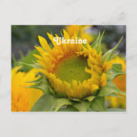 Sunflower Postcard