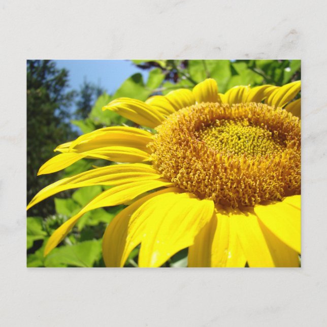 Sunflower postcards Customize text Sun Flowers (Front)