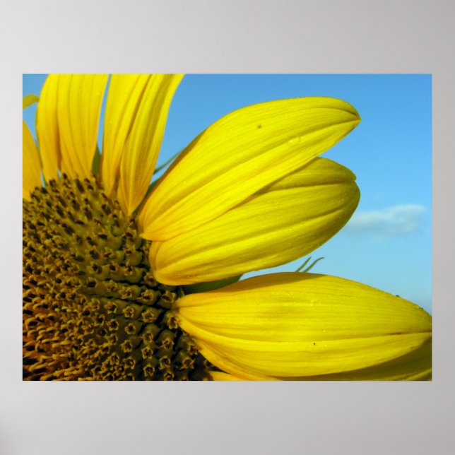 Sunflower Poster (Front)