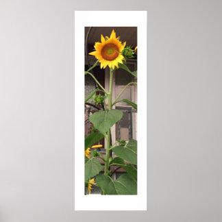 Sunflower Poster