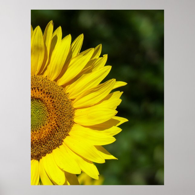 Sunflower Poster (Front)