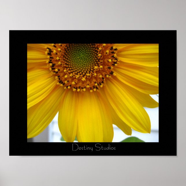Sunflower Poster (Front)