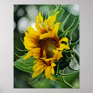 Sunflower Poster