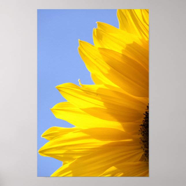 Sunflower Poster (Front)