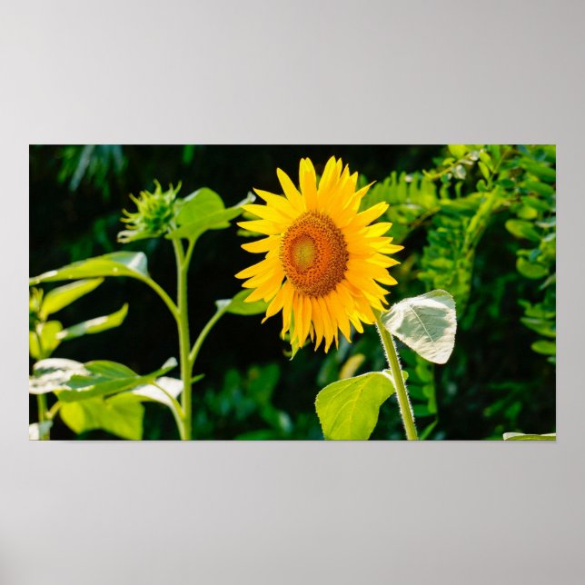 Sunflower Poster (Front)