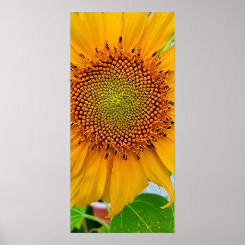 Sunflower Poster