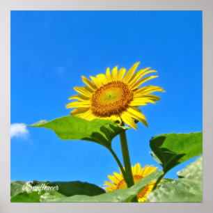 sunflower poster