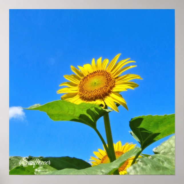 sunflower poster (Front)