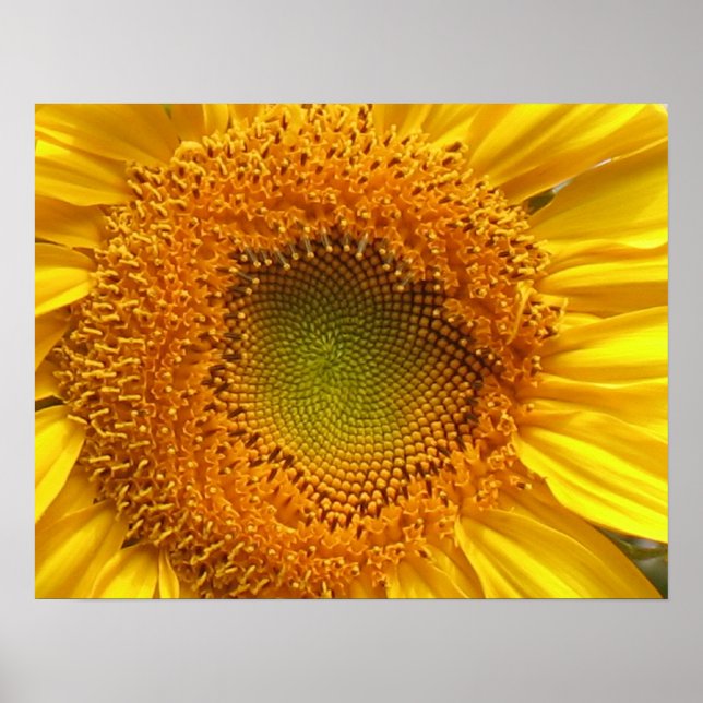 Sunflower Poster Prints (Front)
