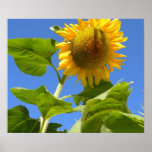 Sunflower Power Poster at Zazzle