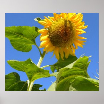 Sunflower Power Poster by Skip777 at Zazzle