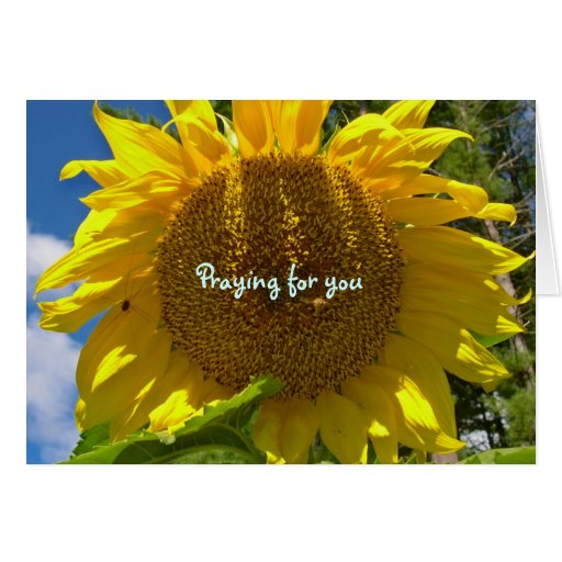 sunflower_praying_greeting_card-rc320c468675149b4ac16b5e91319bd2b_xvuak_8byvr_512.jpg
