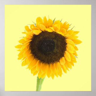 Sunflower Print