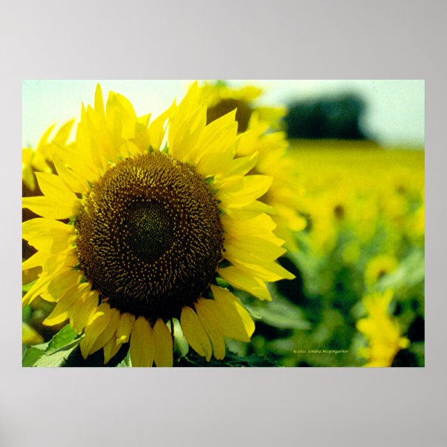 Sunflower Print (Front)