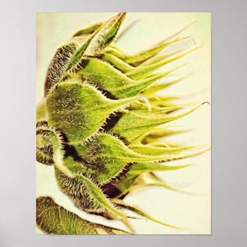 Sunflower Profile Photographic Art Print