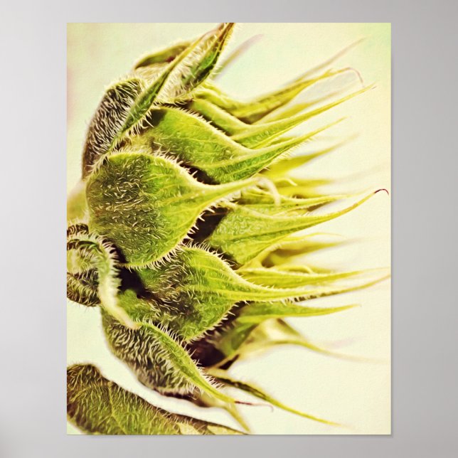 Sunflower Profile Photographic Art Print (Front)