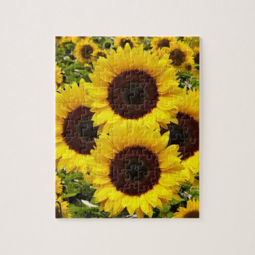 Sunflower Puzzles