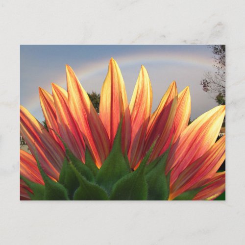 Sunflower Rainbow  postcard