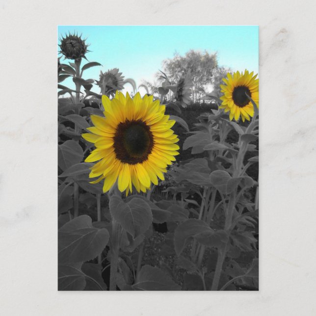 Sunflower Recolored Postcard (Front)