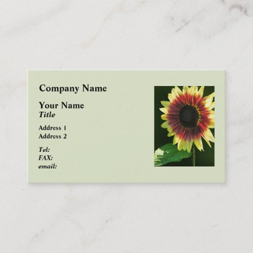 Sunflower Ring of Fire Closeup Business Card Templates