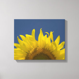 Sunflower Rising Canvas Print