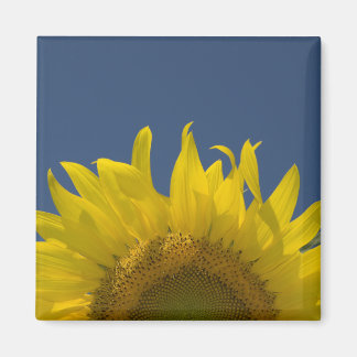 Sunflower Rising Magnet