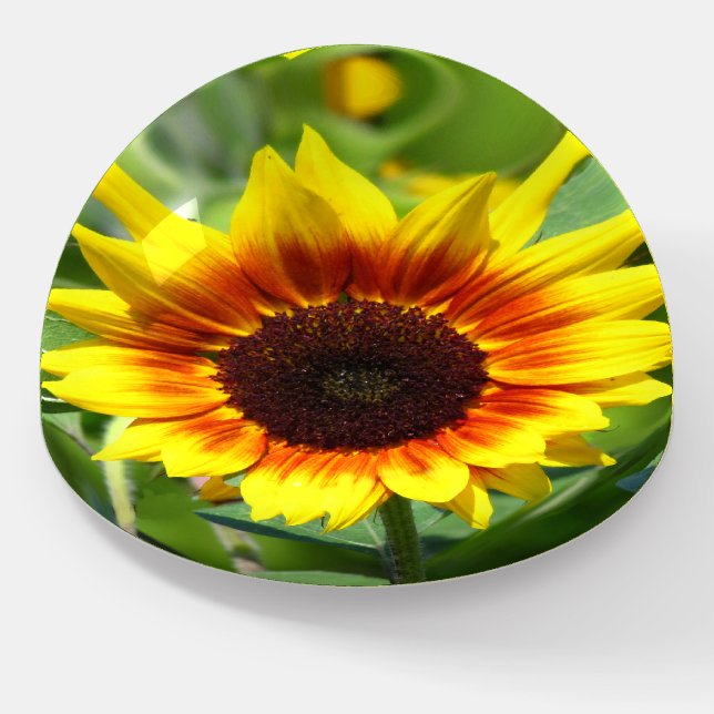 Sunflower Round Paperweight