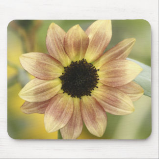 Sunflower Rust Mouse Pad