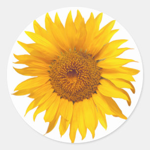 Sunflower Rustic Floral Wedding Favor Classic Round Sticker