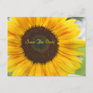 Sunflower Save The Date Postcard