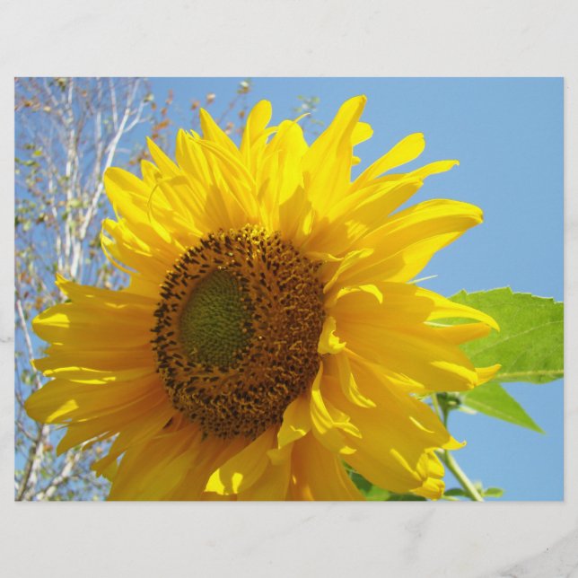 Sunflower Scrapbook paper Yellow Floral summer (Front)