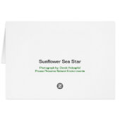 Sunflower Sea Star - Card (Back Horizontal)