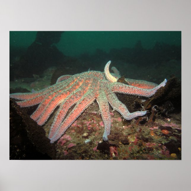 Sunflower Sea Star - Fine Art Print (Front)