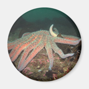 Sunflower Sea Star - Magnet