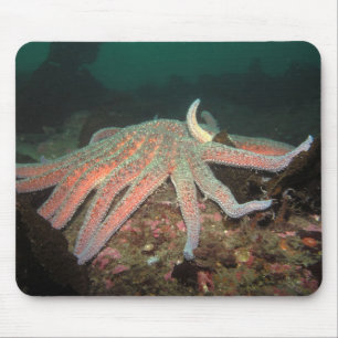 Sunflower Sea Star - Mousepad