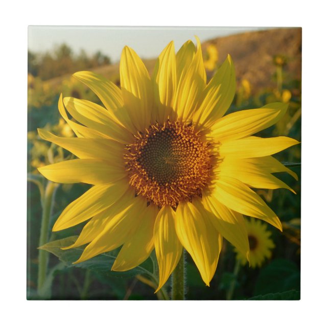 Sunflower Season Ceramic Tile (Front)