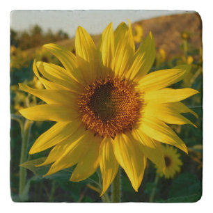 Sunflower Season Trivet
