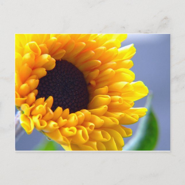 Sunflower Seasonal Inspirationals Postcard (Front)
