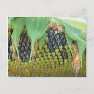 Sunflower Seeds On The Flower Nature Postcard